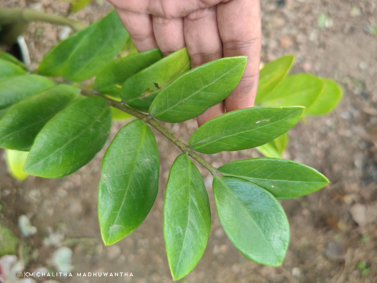 Zamioculcas zamiifolia (G.Lodd.) Engl.
